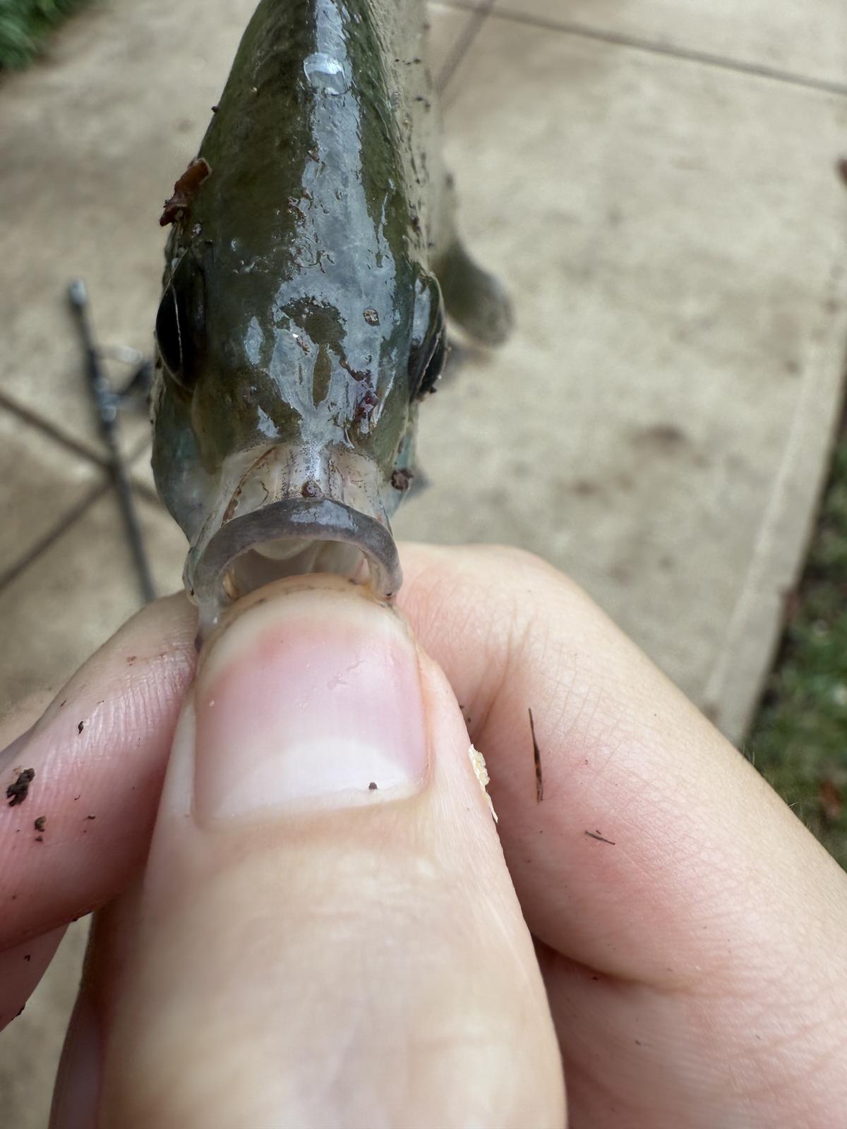 A close-up of a small greenish fish held by its lower lip, mouth open, jaw extending past the eye.