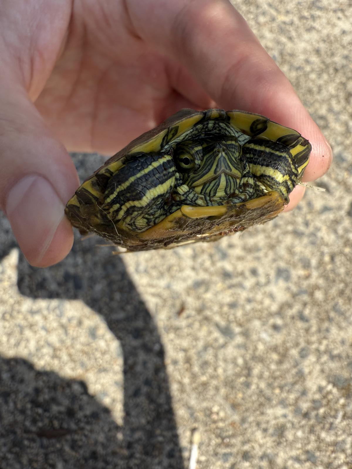 A small turtle held in a hand, head withdrawn, showing bold yellow and black stripes on head and neck.