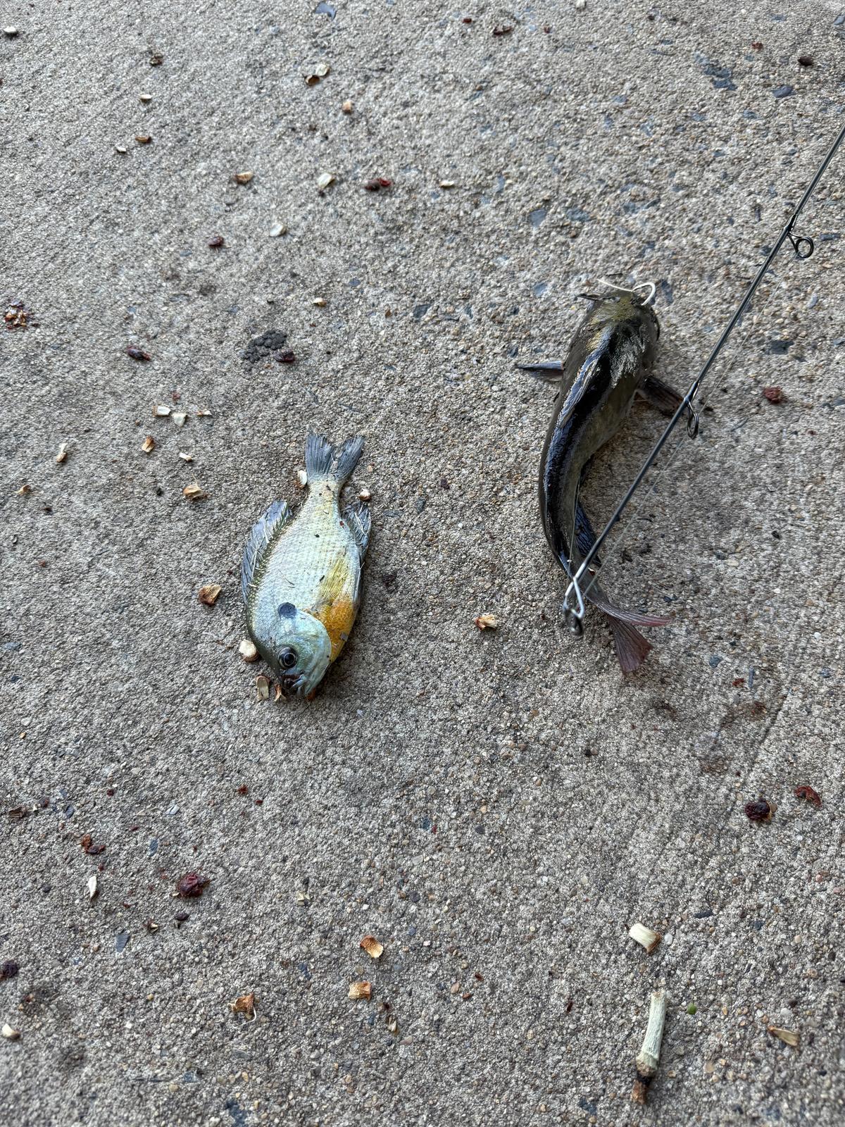 A bluegill and a small dark catfish lying side by side on concrete beside a fishing rod.