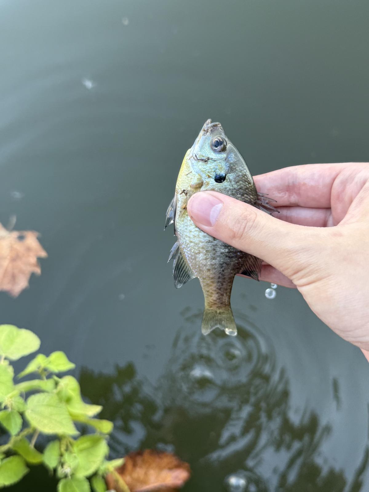 A bluegill held just above the pond surface, water dripping from its tail, green leaves at the edge of the frame.
