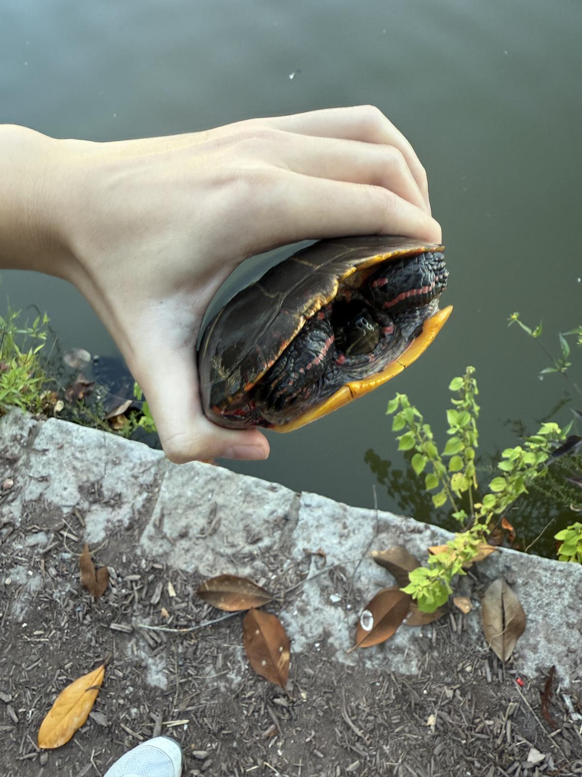 A turtle held above the pond edge showing red markings along the rim of its shell and a yellow-orange plastron.