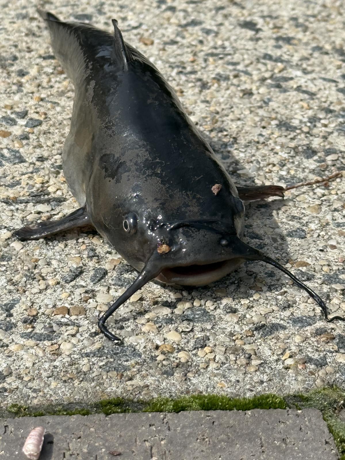 A dark catfish lying on sunlit concrete with its long barbels spread to either side.