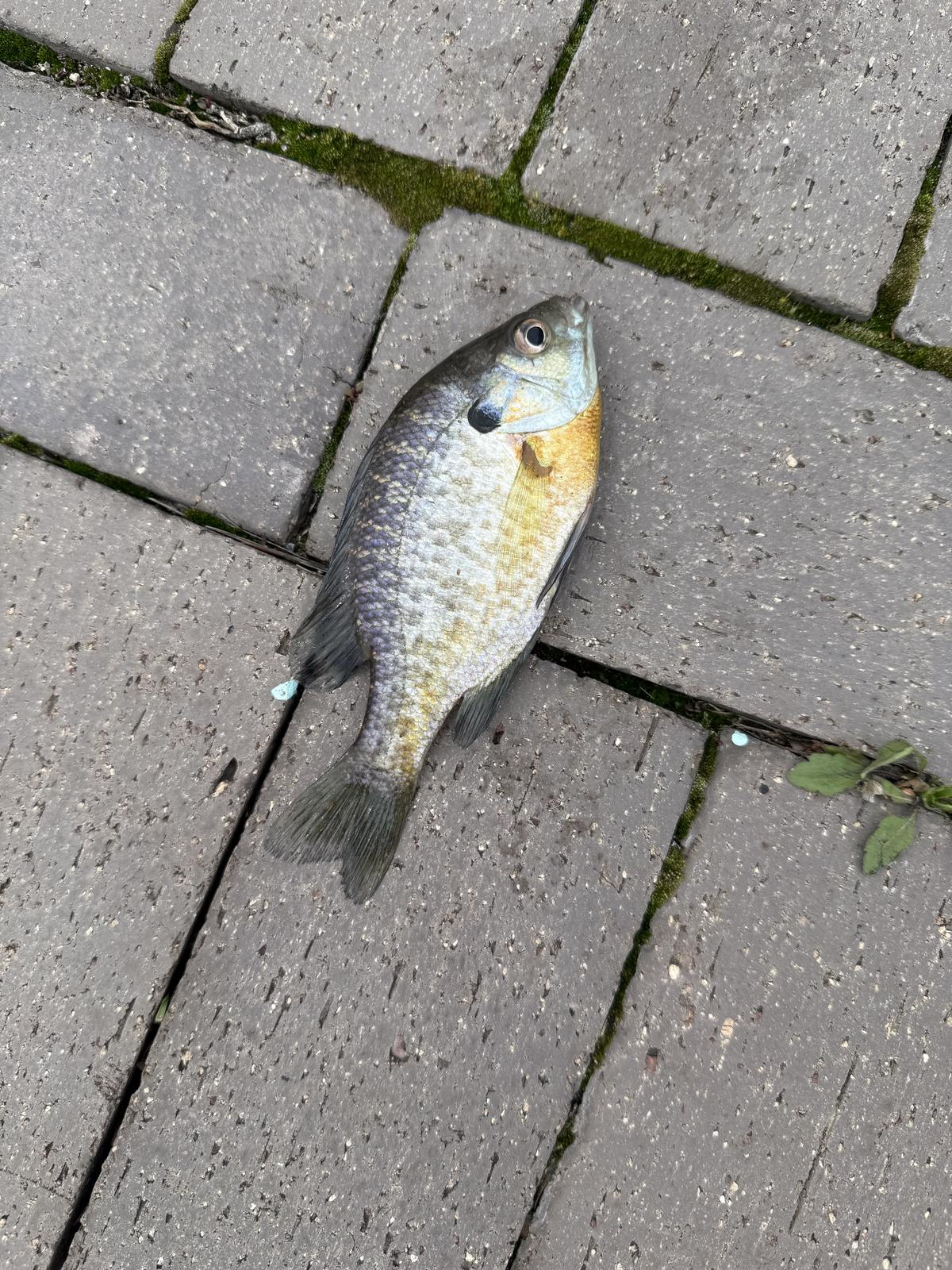 A pale silvery bluegill on grey paving stones, with orange on the lower body and a dark gill-cover spot.