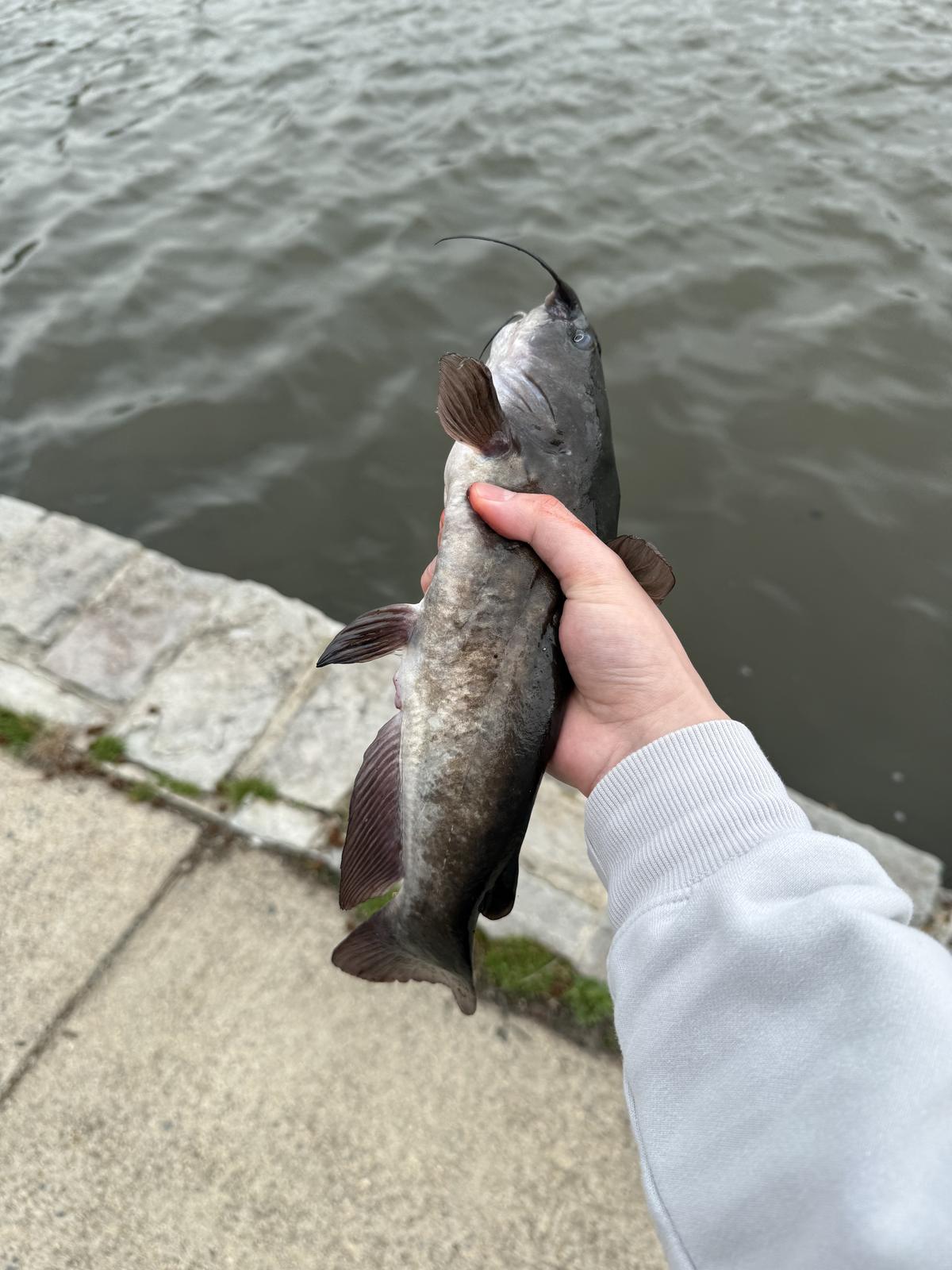 A pale grey catfish held above choppy grey water, with a cut-stone bank behind.