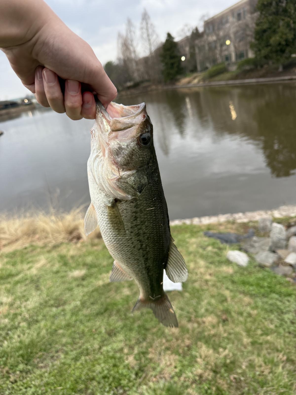 A largemouth bass held by the lower lip beside the pond, bare winter trees and an office building across the water behind.