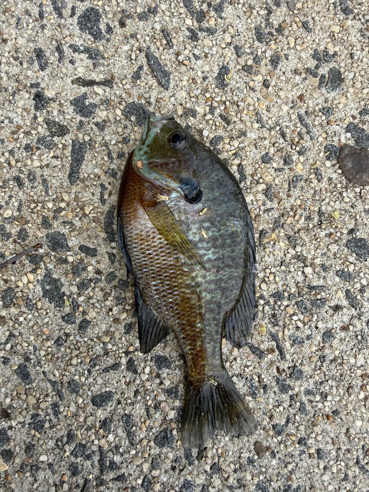 A bluegill on aggregate concrete showing strong rust-orange colour along the flank and a black gill-cover spot.
