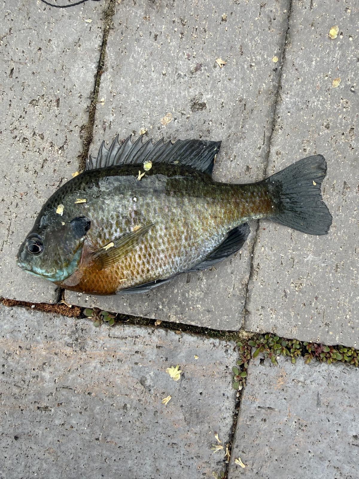 A large bluegill lying on paving stones, olive-backed with a rust-orange belly and a black gill-cover flap.