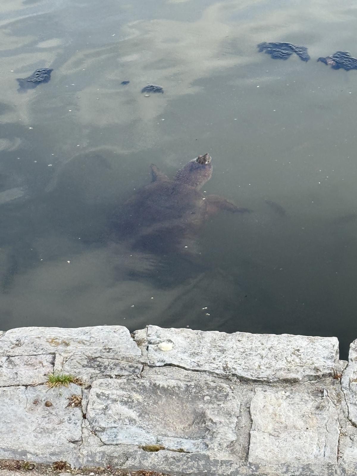 A large turtle just below the surface of murky water, head raised, with a rough ridged shell.