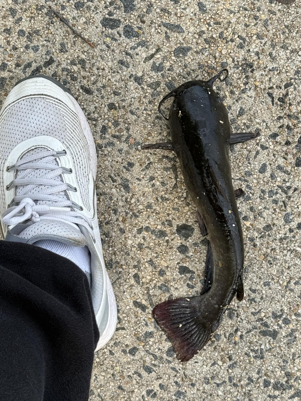A dark catfish lying on aggregate concrete beside a white trainer, giving a sense of its length.