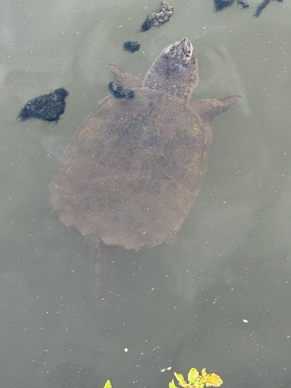 A snapping turtle seen from above through green water, long tail extending behind its rough oval shell.