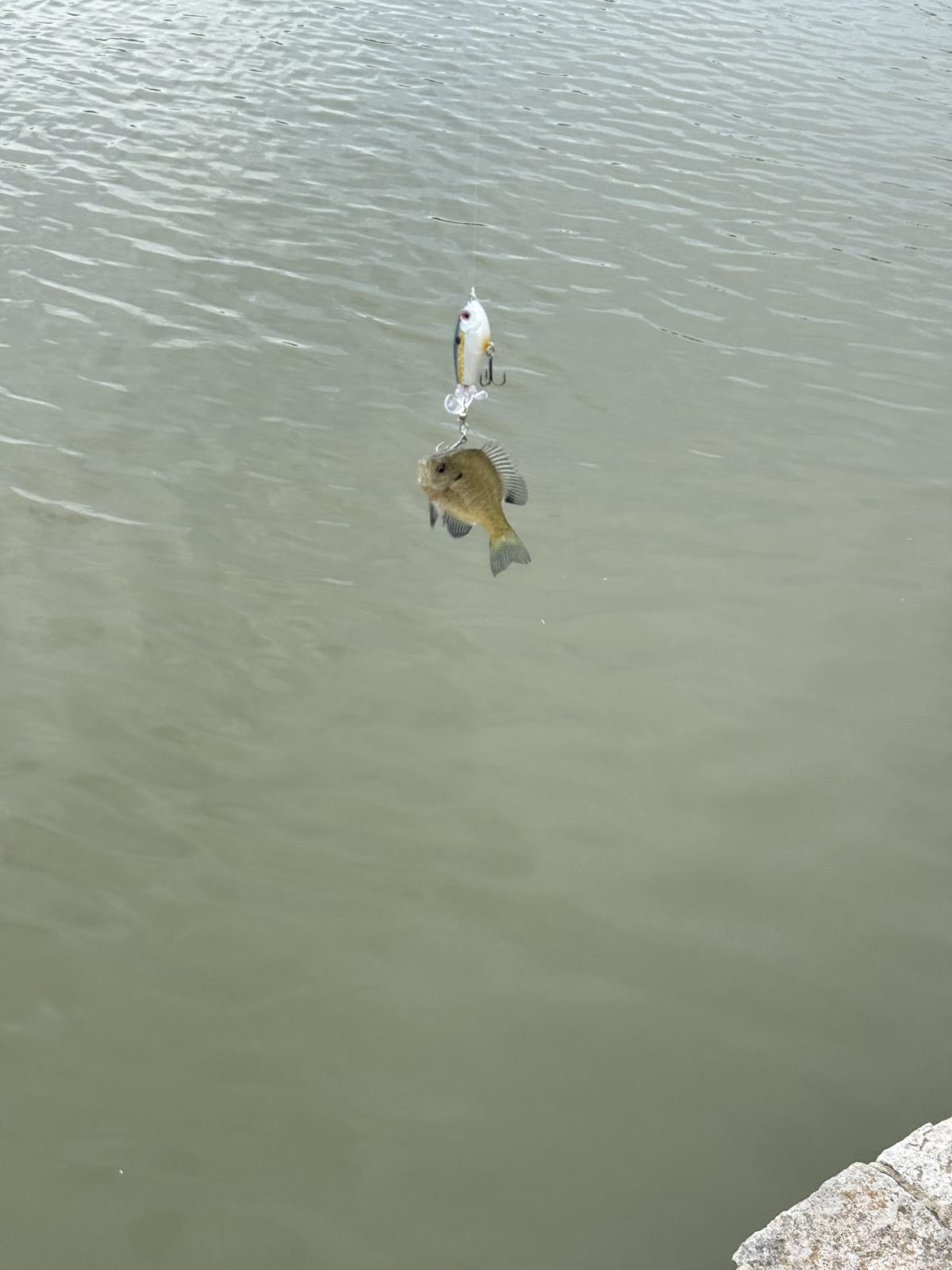 A small white and gold crankbait lure hanging over the water with a little sunfish hooked on the trailing treble.