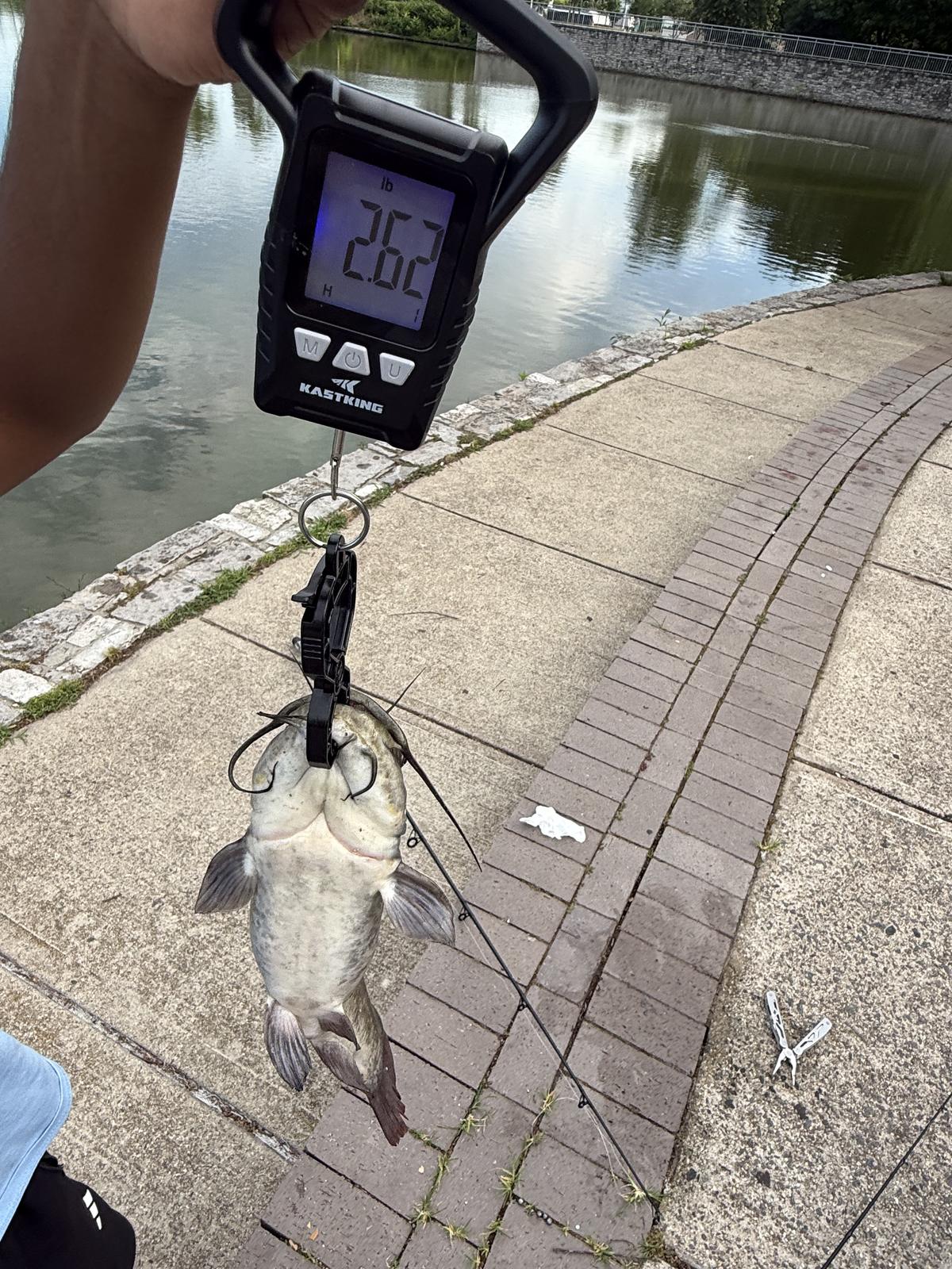 A channel catfish hanging from a black digital fishing scale reading 2.02 pounds, held above a paved path beside the pond.