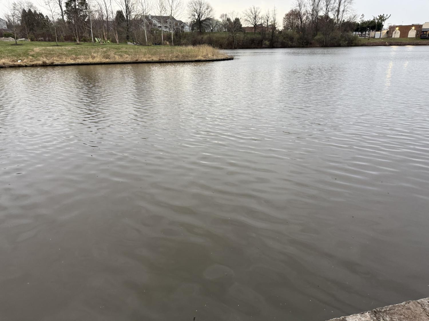 The pond under a flat grey winter sky, bare deciduous trees and dormant grass along the far bank.