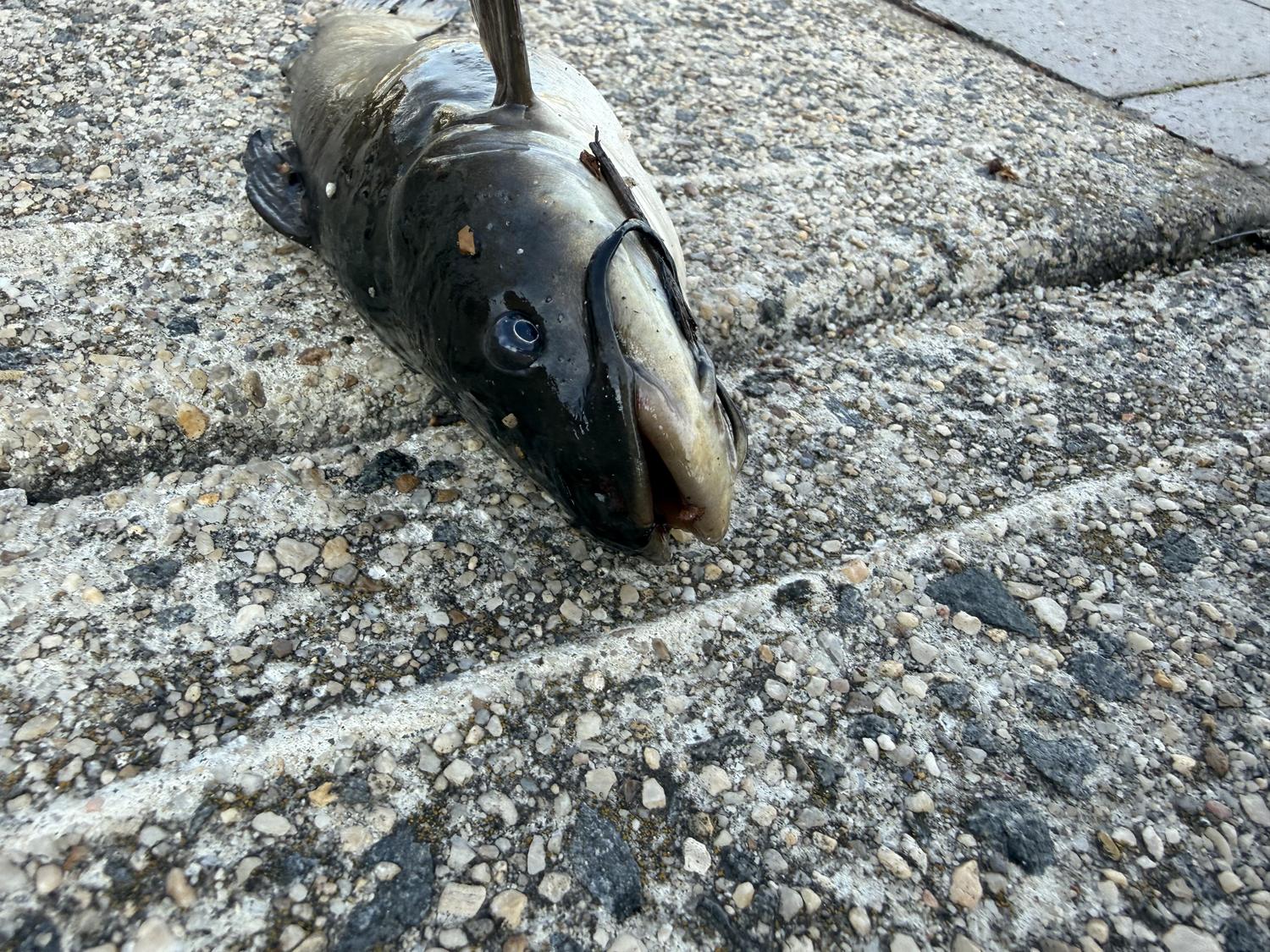 A close-up of a bullhead's head lying on concrete, mouth open, with dark barbels curving back along the jaw.
