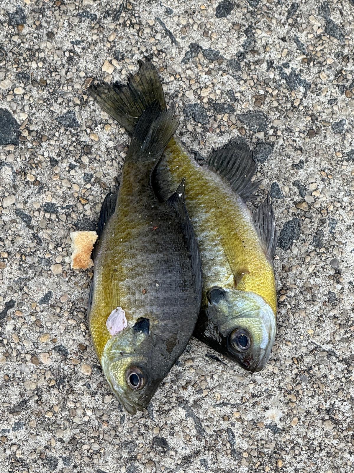 Two bluegill lying side by side on aggregate concrete with a small piece of bread next to them.