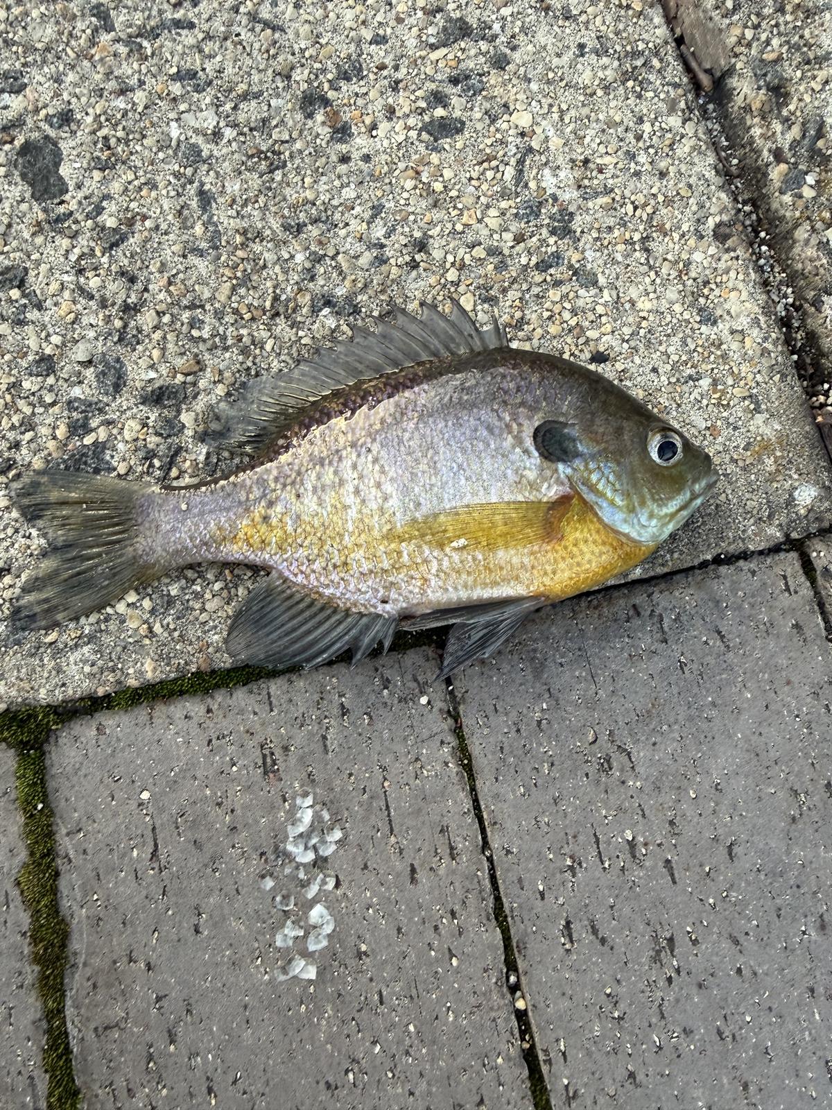 A bluegill lying on aggregate paving, showing a yellow-orange belly and a dark gill-cover spot.