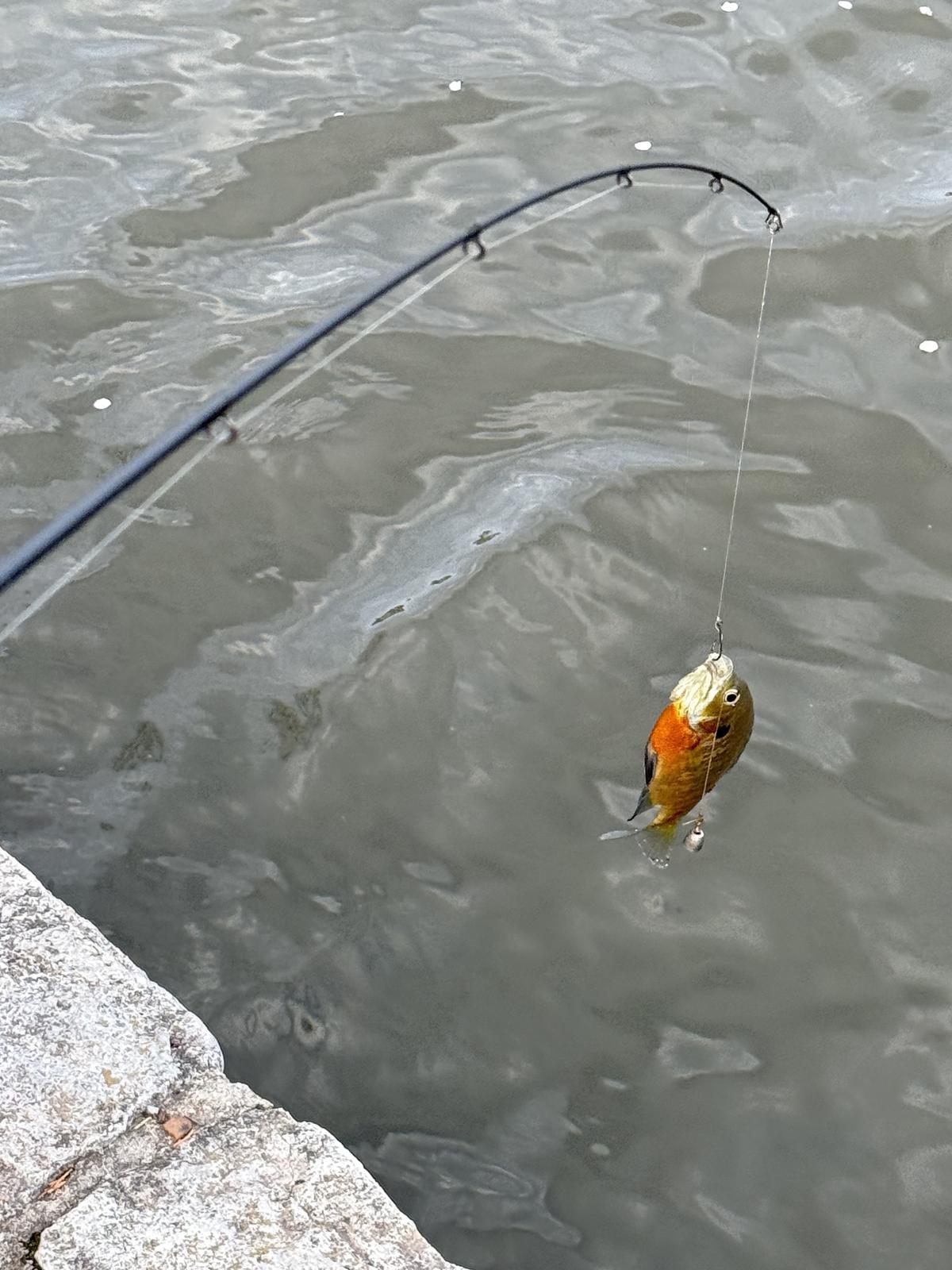 A small orange-breasted sunfish hanging from a fishing line at the tip of a bent rod, above grey water.