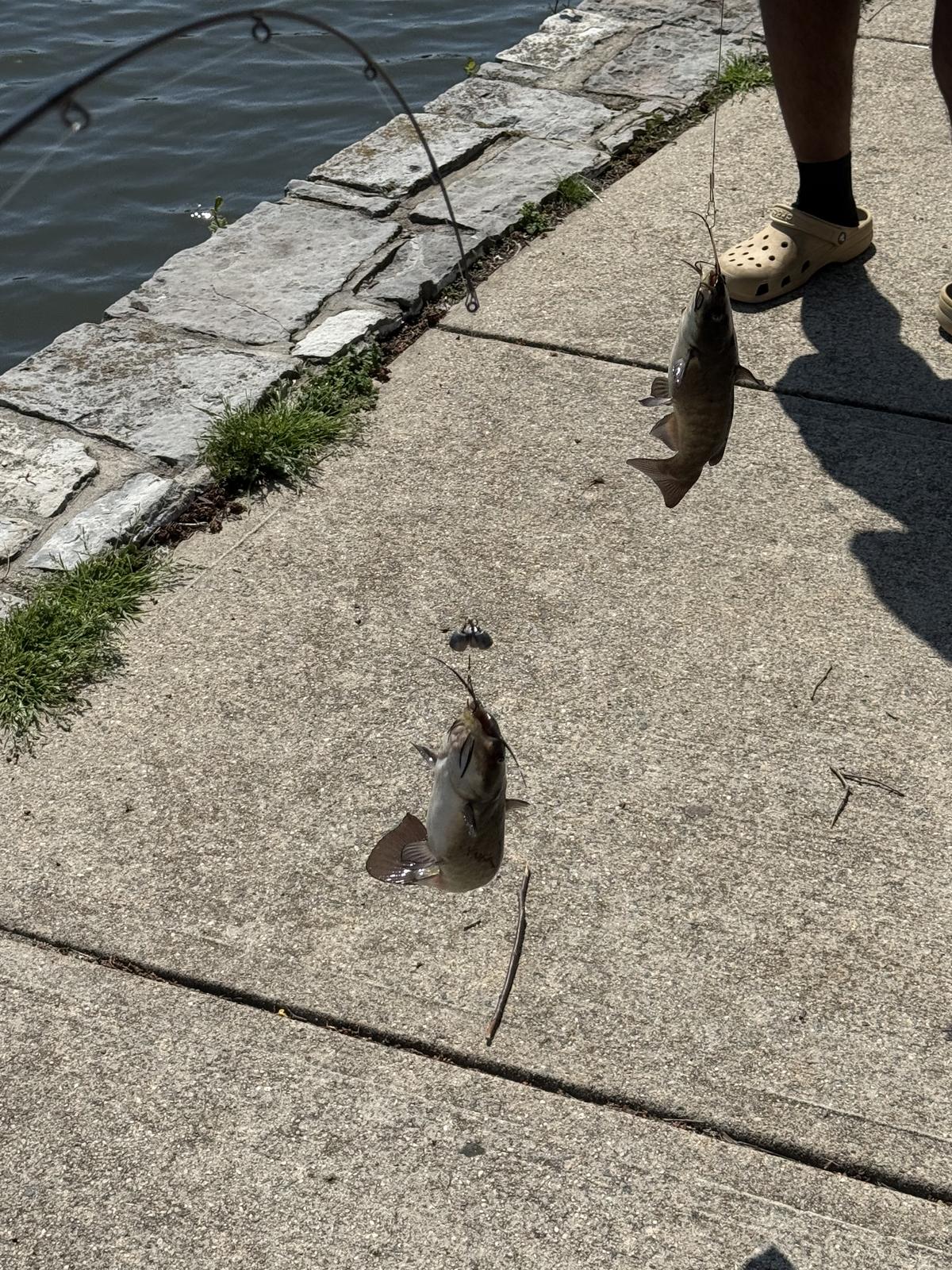 Two small catfish on a sunlit concrete path beside the pond, one hanging from a line and one lying on the ground.