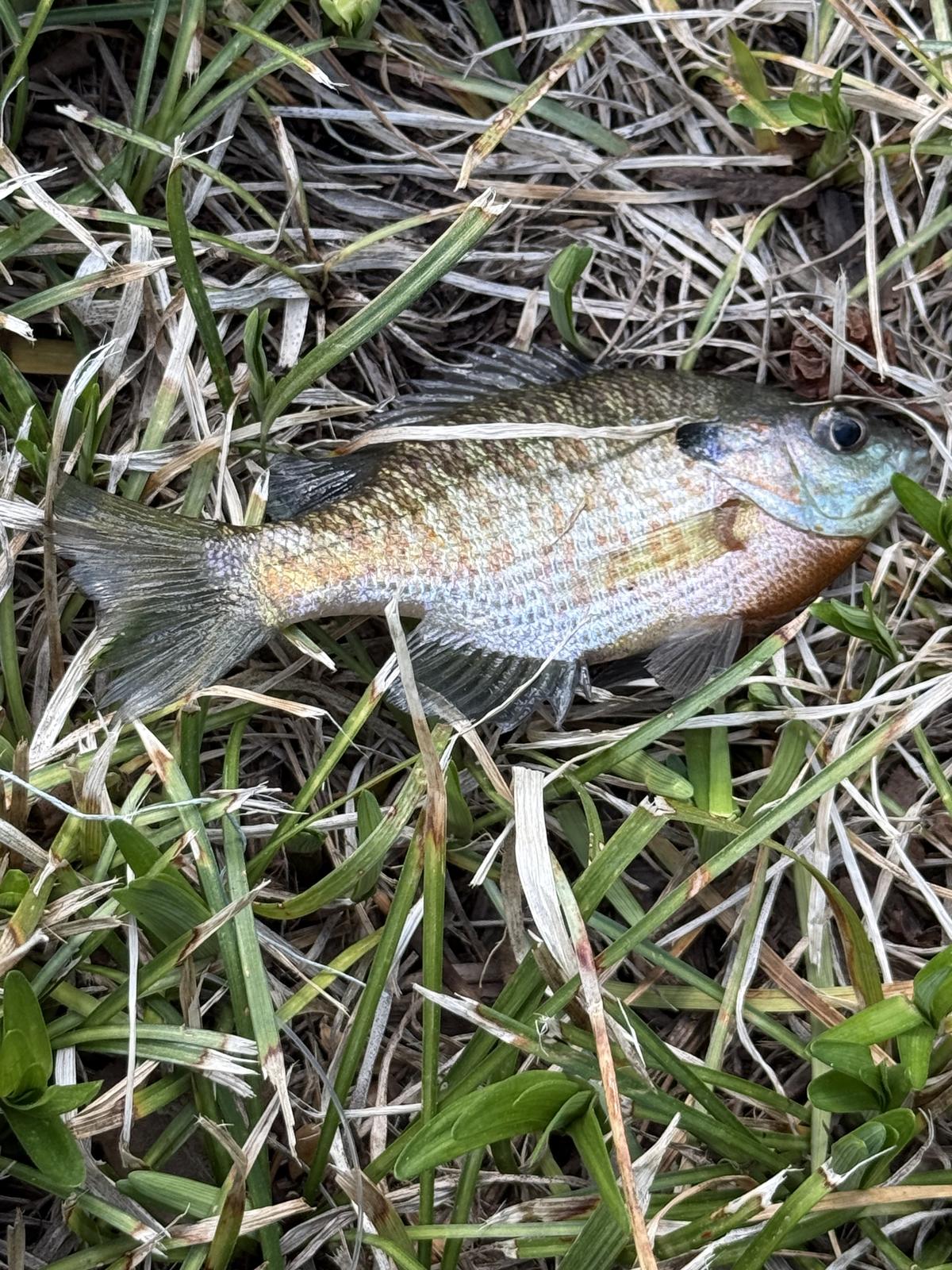 A brightly coloured bluegill lying in short grass, showing copper, blue and orange iridescence.