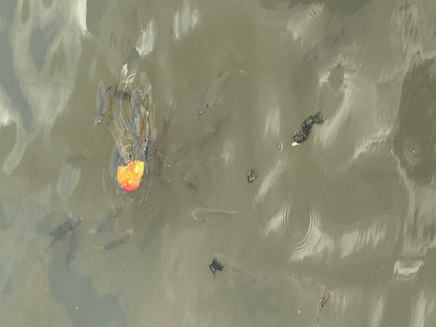A school of small silvery fish gathered at the surface of murky green water around a floating piece of bread.